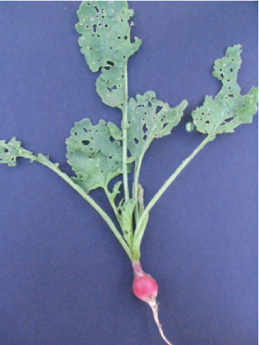 Figure 14.21 Flea beetle damage