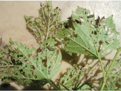 Figure 14.22 Viburnum sawfly damage