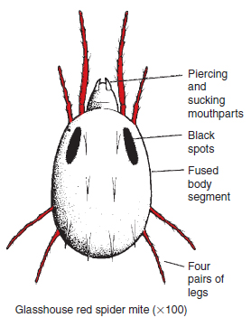 Figure 14.24 Glasshouse red spider mite. Note that the red spider mite may be light green or red in colour. Its extremely small size (0.8 mm) enables it to escape attention