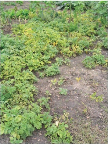 Figure 14.29 Potatoes stunted by potato cyst nematode