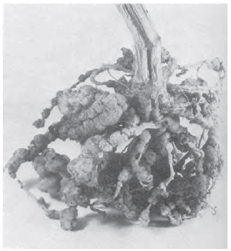 Figure 14.30 Root knot nematode damage on cucumber