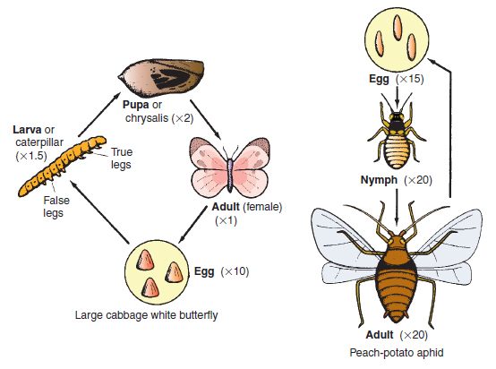 Figure 14.6 Life cycle stages of a butterfly and an aphid pest . Note that all four stages of the butterfly’s life cycle are very different in appearance. The nymph and adult of the aphid are similar