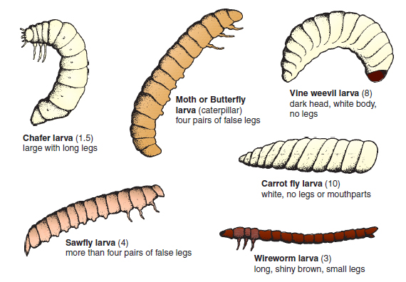 Figure 14.7 Insect larvae that damage crops. Identification into the groups above can be achieved by observing the features of colour, shape, legs and mouthparts