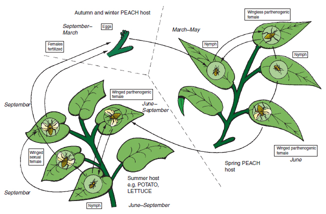 What is the life cycle of an aphid?