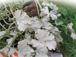 Figure 15.1 Powdery mildew on c ourgette 