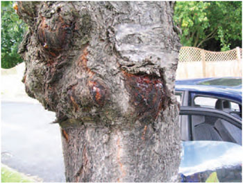 Figure 15.18 Bacterial canker on Prunus. Note the swollen trunk and gum oozing from the infected area