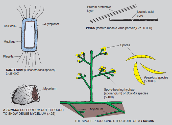 Figure 15.2 Microscopic details of a virus, bacterium and t hree fungi. Note the relative sizes of the organisms.