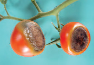 Figure 15.22 Blossom end rot in tomato. The fruit at the opposite end from the stalk has a typical black sunken appearance