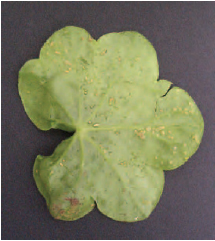 Figure 15.23 Raised oedema spots on lower leaf surface of pelargonium. This symptom superficially resembles rust pustules