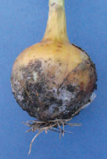Figure 15.3 White rot on onion. Note the black sclerotia which enable this disease to survive long periods in the soil