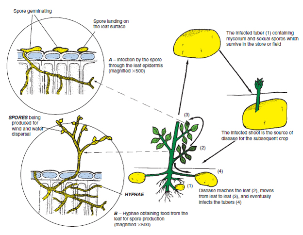 Figure 15.4 Infection and life cycle of potato blight fungus. The left side illustrates microscopic infection of the leaf. The right side shows how the disease survives and spreads