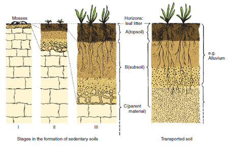 Figure 17.5 The development from a young soil consisting of a few fragments of rock particles to a deep sedentary soil is shown alongside a transported soil. A subsoil, topsoil and leaf litter layer can be identified in each soil. Simple plants such as lichens and mosses establish on rocks or fragments to be succeeded by higher plants as soil depth and organic matter levels increase.