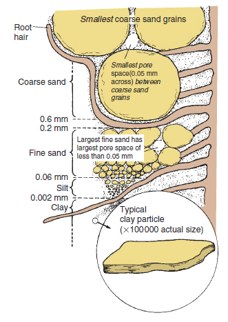 Figure 17.9 The relative sizes of coarse sand, fine sand, silt and clay particles (based on SSEW classification) with root hairs drawn alongside for comparison. Note that even the smallest pore spaces between unaggregated spherical coarse sand grains still allow water to be drawn out by gravity and allow some air in at field capacity, whereas most pores between unaggregated fine sand grains remain water-filled (pores less than 0.05 mm diameter)
