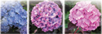 Figure 20.1 Hydrangeas. Blue flowers are produced by plants in a growing medium at a low pH whereas pink occurs in those nearer neutral; with less determinate colours in between