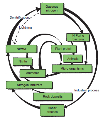 Figure 21.2 Nitrogen cycle. The recycling of the element nitrogen by organisms is illustrated. Note the importance of nitrates that can be taken up and used by plants to manufacture protein. Micro-organisms also have this ability but animals require nitrogen supplies in protein form. Gaseous nitrogen only becomes available to organisms after being captured by nitrogen-fixing organisms or via nitrogen fertilizers manufactured by man. In aerobic soil conditions, bacteria convert ammonia to nitrates (nitrification) whereas in anaerobic conditions nitrates are reduced to nitrogen gases (denitrification)