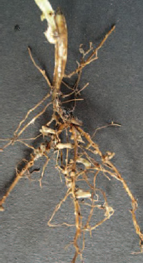 Figure 21.3 Rhizobium nodules on legume