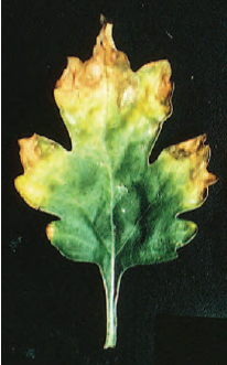 Figure 21.4 Potassium deficiency