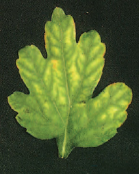 Figure 21.5 Magnesium deficiency