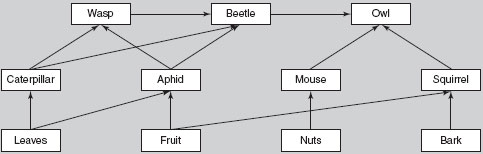 Food web in a woodland habitat