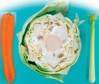 Cabbage, carrot and celery 