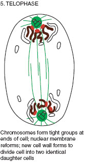Diagram to show the process of mitosis (cell division)