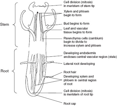 Diagram of stem and root showing areas of 