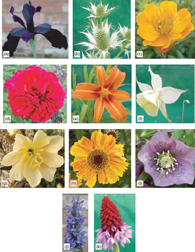 Range of flowers as organs of sexual reproduction having similar basic structure, but varying appearance having adapted for