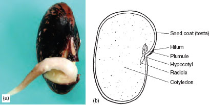 structure of the seed