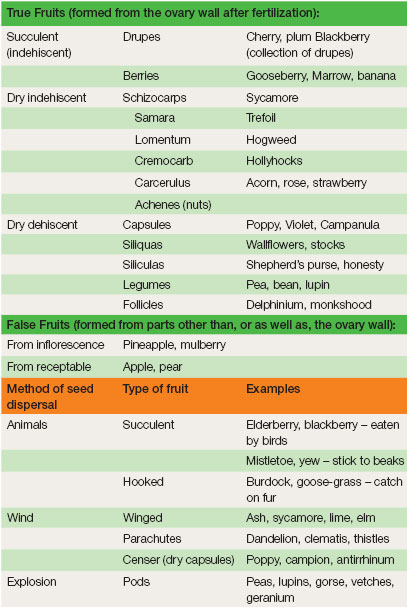 Fruits and the dispersal of seeds