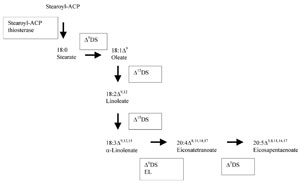 Fig. 6.2 Interconversionsof the fatty acidsindicatedin Table6.1 asexamples, Enzymes: ΔnDS: n-desaturase: EL: elongase.