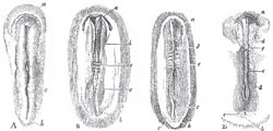 The early stage of the developement of a body os a Fowl - A, the first rudiment of the embryo; α its cephalic, b its caudal, end; c, the primitive groove - B, the embryo further advanced; a, b, c, as before; d, the dorsal laminae as yet developed only in the cepalic region. and dot quite inited in the middle line; e, the protovertebrane, - C, the letter as before. The dorsal laminae bave united throughout the greater part of the cephalic region and are begining to unite in the anterior spinal region -D embryo further advanced (the second day of incabation) the dorsal lamine having united throughout nearly their whole length. The protovertebra have increased in number, and the omphalomeseraic veins. f. are visible. The embryos are drawn of the same absolute length, but, in nature, the older are longer than the younger