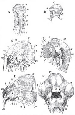 Successive stages of the development of the head of a Chick. I, II, III, first, second, and third cerebral vesicles; Ia, vesicle of the cerebral hemisphere; Ib, vesicle of the third ventricle; a, rudiments of the eyes and optic nerves; b, of the ears; g of the olfactory organs; d, the infundibulum; e, the pineal gland; c, protovertebrae; h. notochord; 1, 2, 8, 4, 5, visceral arches ; V, VII, VIII, the trigeminal portio dura, and ninth and tenth pairs of cranial nerves; the nasal process; l, the maxillary process; ec, tlie first visceral clelt. A, B, upper and under views of the head of a Chick at the end of the second day. 0, side-view at the third day. D. side-view at seventy-five hours. 33, aide-view of the head of a Chick at the fifth day, which has been subjected to slight pressxire. F, head of a Chick at the sixth day, viewed from below