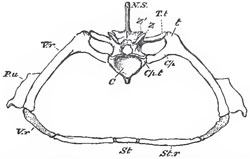 A segment of the endoskeleton in tlie antenor thoracic region of the body of a crocodile.- C, the centrum or body of the vertebra; N,S., the neural spine: Z, the prezygapophysis; Z, the postzygapophysia; T.t, the transverse process which articulates with the tuberculum of the rib (t); Cp.t, that which articulates with the capitulum of the rib (Cp); V.r, the ossified vertebral