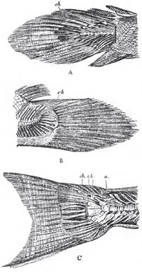 The caudal extremities polypterus (A), Amta (B) and Salmo(C) polypterus is nearly diphycercal, the extremity of the photochord (ch) being hardly at all bent up Amina is extremely heterocercel, but the hypural bones are hardly modified, and the potochord is invested ooly by cartilage. Salmo, finally, is strong heterocercal, with expanded hypural bones, and a persistant potochord covered by the osseous plates a b and c