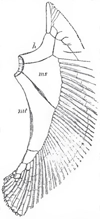 The right pectoral member of the Monkfish (Squatina): h, propterygium - ma, mesopterygilum; mt metapteryglum.