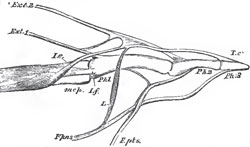 Part of the middle digit of the manus of an Orang with the flexors and extensors of the phalanges: mcp, metacarpal bone; Ph. 1, Ph. 2, Ph. 3, the three phalanges; Ext 1, the deep long extensor tendon from the extensor indicis; Ext. 2, the supeificial long extensor tendon from the extensor communis; I. e, the interosseous short extensor; I.f, the interosseous short flexor; F.pns., the deep long flexor (perforans); F. pts., the superficial long flexor (perforatus)