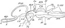 A longitudinal and vertical section of a Vertebrate brain. - The letters as befora The lamina terrminalis is represented by the strong black line between FM and 3