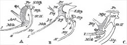 Diagram of the skeleton of the first and second visceral arches in a Lizard (A) Mammal (B), and an Osseous Fish (C). The skeletol of the first visceral arch is shaded, that of the second is left nearly unabaded, I. First visceral arch. Mck. Meckel's cartilage. Art, Articulare. Qu. Quadratum. Mpt. Metapterygoid; M. Malleus; p.g., Processus gracilia II. Second visceral arch Hy. Hyoidean corna. St. II. Stylohyal. S. Stapedius. Stp. Stapes. S. Stp Suprastapedial. HM. 