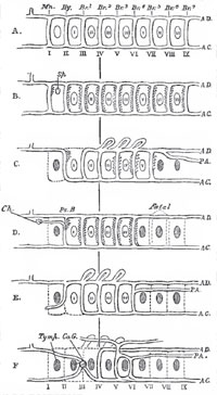 A diagram Intended to show the manner in which the aortic arches become modified in the series of the Vertebrata.