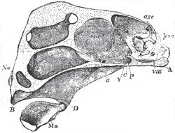 Vertical section of the skull of Chimaera monstrosa, without the labial and nasal cartilages: A, the basi-occipital regrion; P, the pituitary fossa; Na, partition between the olfactory sacs;B, alveolus for the anterior upper-jaw tooth; C, D, the region of the triangular cartilage which answers to the hyomandibular and quadrate; D, B, that which answers to the quadrate, pterygoid, and palatine; Mn, the mandible; I Or, the interorbital septum; asc and psc the anterior and posterior semicircular canals; I., II., V., VIII., exits of the olfactory, optic, fifth and eighth pairs of nerves