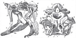 The skull of Squatina, viewed from the side (Fig. 34.) and from above (Fig. 35.): a, ethmoidal region; b, prefrontal; c, postorbital; d, postauditory processes; e, occipital condyles; f, occipital foramen; g, suspensorium: h, upper dentigerous arch: i, k, l, labial cartilages: Mn, mandile; Au, auditory chamber; Or, orbit, N, nasal chamber; Op, opercular cartilaginous filaments: Er, brancbiostegal rays: Hy, hyoidean arc