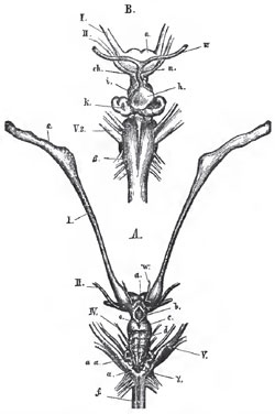 The brain of the Skate (Raia batis). A. From above; B. A portion of the ventral aspect enlarged; s, the olfactory bulbs; a, the cerebral hemispheres which are united In the middle line; b, the thalamencephalon; c, the mesencephalon; d, the cerebellum; a a, the plaited bands formed by the corpora restiformia; I, II., IV., V., the cerebral nerves or the corresponding pairs; f, the medulla eblongata: w, a blood-vessel. In B; ch, the chiasma of the optic nerves; h, the pituitary body; n and v. vessels connected with It; k,the saccus vasculosus; B, the pyramids of the medulla oblongata