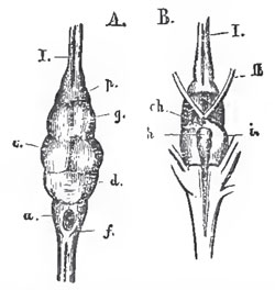 The brain of Lepidosteus semiradiatus. A. From above; B. From below. f the medulla oblongata; d, the cerebellum; c, the optic lobes of the mesencephalon. o, the cerebral hemispheres; h, the pituitary body; i, the lobi inferiores. Ch, the chladma; I., olfactory; II., optic nerves.