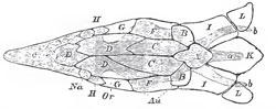 The cartilaginous skull of a Sturgeon, with the cranial bones. The former is shaded, and supposed to be seen through the latter, which are left unshade. l: a. ridge formed by the spinous processes of the anterior vertebrae; b, b, lateral wioglike processes; c, rostrum; Au, position of the auditory organ; Na, position of the nasal sacs; Or, that of orbit. The membrane bones of the upper surface are: A, the analogue of the supra-occipital; B, B, of the epiotics; E, of the ethmoid; G, G, of the postfrontals; II, II, of the prefrontals; C, C, the parietals; D, D, are the frontals, and F, F, the squamosals; K, the anterior dermal scute; I, I, and L, L, dermal ossifications connecting the pectoral arch with the skull