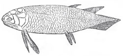 Restoration of Holoptychius