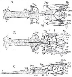 The cartilaginous cranium of the Pike (Esox lucius), with its intrinsic ossifications; viewed, A, from above; B, from below; C, from the left side: N, N, nasar fossae; I. Or, Interorbital septum; a, groove for the median ridge of the parasphenoid; b, canal for the orbital muscles. Sq., wrongly so marked, is the Pterotic. V. and VIII. mark the exits of the fifth and pneumogastric nerves; 3, 3, small ossifications of the rostrum