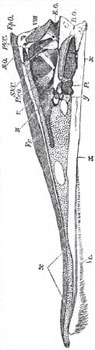 Longitudinal and vertical