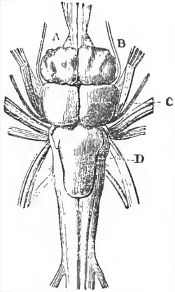 Brain of tlie Pike, viewed