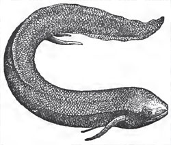 Tho Mudfish (Lepidosiren)