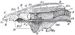 Longitudinal and vertical section of the skull of Lepidosiren, The cartilage is dotted; the membranous and bony constituents are shaded with lines. A, B, C, D, E, Hy as in the preceding figure; a, a, the parasphenoid; P, S1, cartilaginous presphenoidal region; ch, notochord; Au, situation of auditory chamber; 1, 2, first and second vertebrae; II, V, VIII, exits of optic, trigeminal, and vagus nerves; a, quadrato-mandilbular articulation